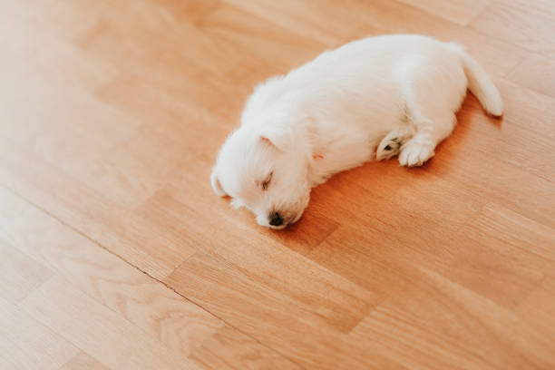 istock West terrier puppy lying on the floor 1125911466