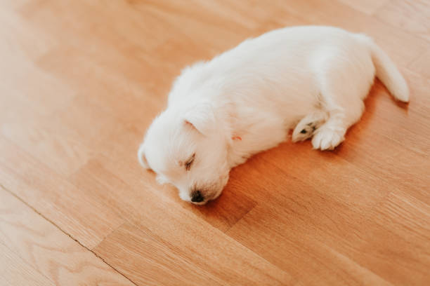 istock West terrier puppy lying on the floor 1125911468