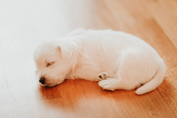 istock West terrier puppy lying on the floor 1125911473