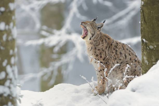 冬にヨーロッパオオヤマネコ (lynx lynx) - オオヤマネコ ストックフォトと画像