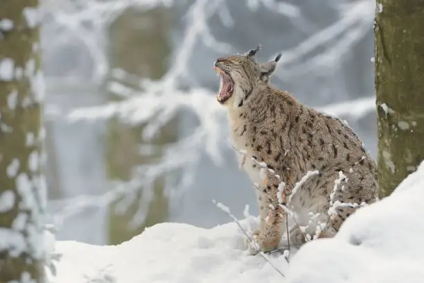 Eurasian Lynx (Lynx lynx) in winter, snow, trees, winter picture. Open jaw.