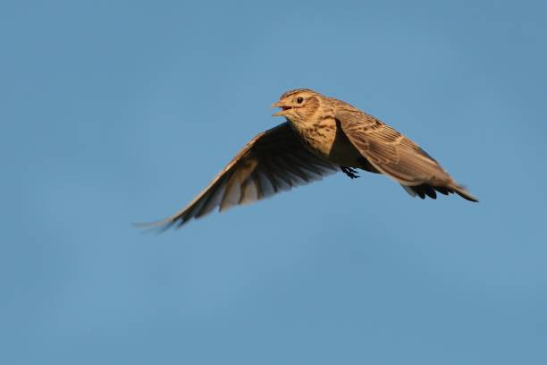 Sky Lark (Alauda arvensis) Sky Lark (Alauda arvensis) flying over the field with brown and blue backgrond. Brown bird captured in flight enlightened by evening sun. alauda stock pictures, royalty-free photos & images