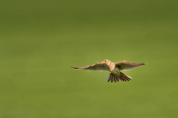 Sky Lark (Alauda arvensis) Sky Lark (Alauda arvensis) flying over the field with brown and blue backgrond. Brown bird captured in flight. alauda stock pictures, royalty-free photos & images