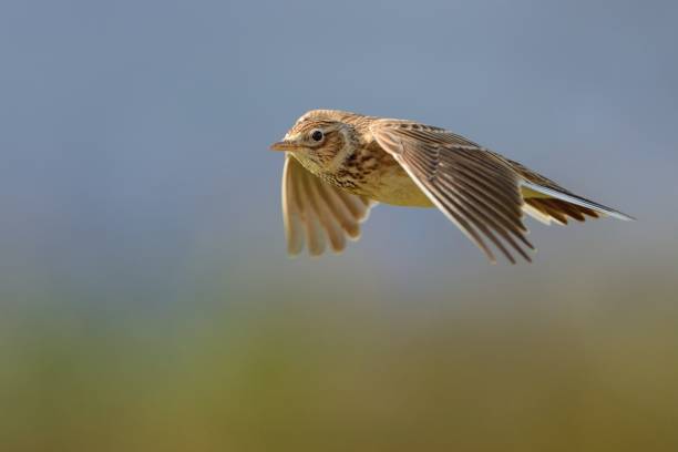 Sky Lark (Alauda arvensis) Sky Lark (Alauda arvensis) flying over the field with brown and blue backgrond. Brown bird captured in flight. alauda stock pictures, royalty-free photos & images