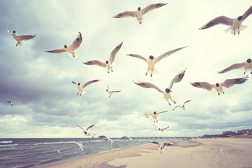 seagulls on the sandy shore of a stormy sea in cloudy weather