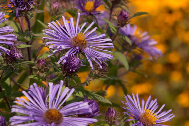 violetten und gelben blumen - pocahontas stock-fotos und bilder