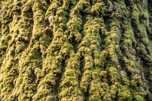 Blurry background of old trees with lichen and moss in forest