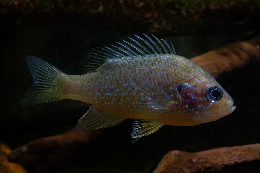 The pumpkinseed = Common Sunfish (Lepomis gibbosus) is a North American freshwater fish of the sunfish family (Centrarchidae). It is also referred to as pond perch, common sunfish, punkys, sunfish, sunny, and kivver.