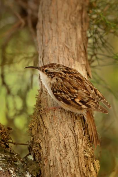 istock Short-toed Treecreeper - Certhia brachydactyla 1125913866