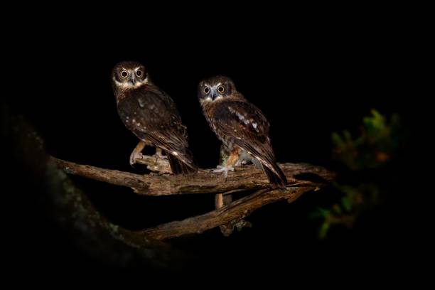 southern boobook - ninox boobook small owl from australia - night perching owl imagens e fotografias de stock