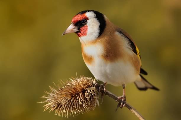 jilguero europeo (carduelis carduelis) - cherry blossom flower head spring flower fotografías e imágenes de stock