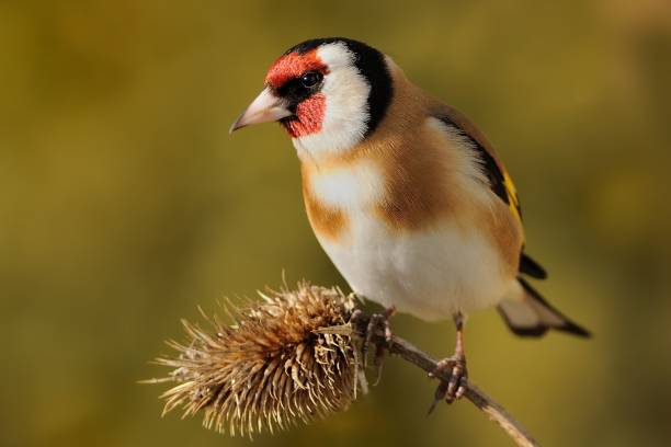 European Goldfinch (Carduelis carduelis) European Goldfinch (Carduelis carduelis) sitting on the branch, isolated from background gold finch photos stock pictures, royalty-free photos & images