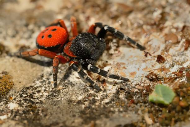 istock Spider Eresus moravicus - male searching female 1125913944