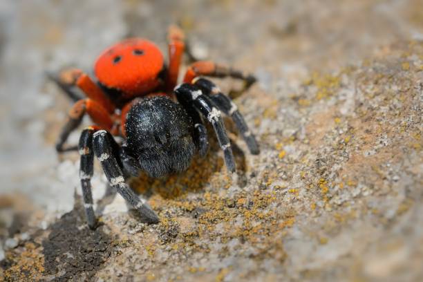 istock Spider Eresus moravicus - male searching female 1125913945