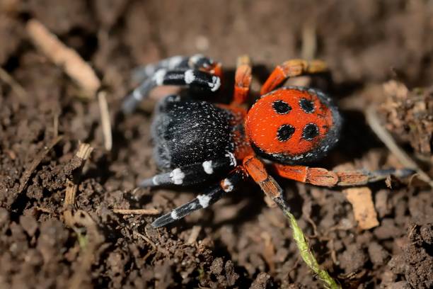 Spider Eresus moravicus - male searching female