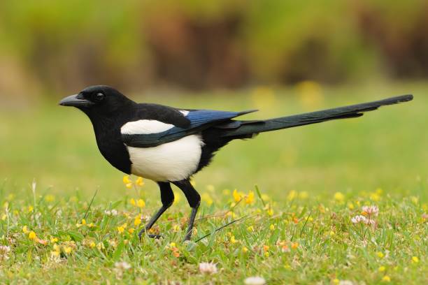 eurasiática urraca - pica pica en el verde césped. - urraca fotografías e imágenes de stock