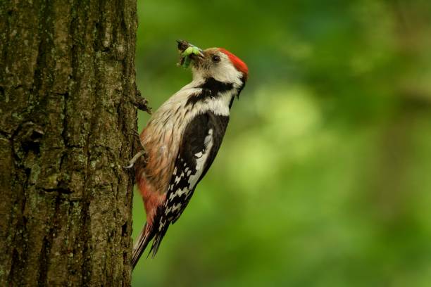 Middle Spotted Woodpecker - Dendrocopos medius Middle Spotted Woodpecker - Dendrocopos medius sitting on the tree trunk with full beak of the feeding, green forest the middle spotted woodpecker dendrocopos medius stock pictures, royalty-free photos & images