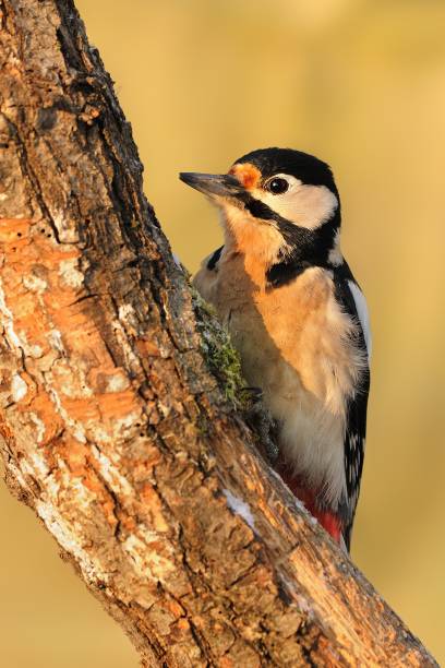 great spotted woodpecker (dentrocopus major) - woodpecker major wildlife nature imagens e fotografias de stock