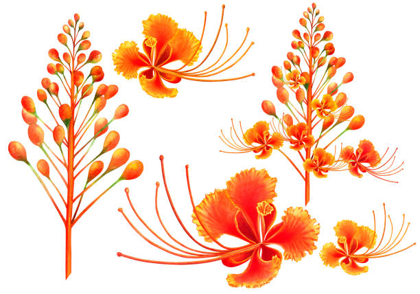 watercolor painting set orange,yellow,red blooming flowers isolated on white background.Hand drawn illustration tropical exotic colorful peacock flower for wallpaper summer aloha hawaii style pattern. watercolor painting set orange,yellow,red blooming flowers isolated on white background.Hand drawn illustration tropical exotic colorful peacock flower for wallpaper summer aloha hawaii style pattern. pride of barbados flower stock illustrations