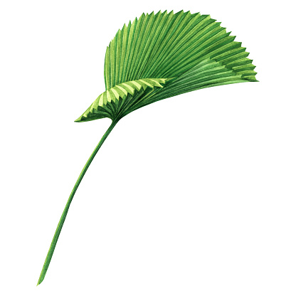 Watercolor painting coconut,palm leaf,green leaves isolated on white background.Watercolor hand painted illustration tropical exotic leaf for wallpaper vintage Hawaii style pattern.With clipping path.