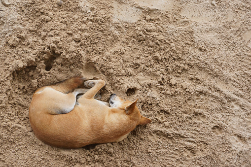 Dog sleeping on sand top view