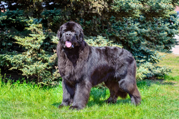 Newfoundland  looks in camera. The  Newfoundland  is on the grass in the park. newfoundland dog stock pictures, royalty-free photos & images