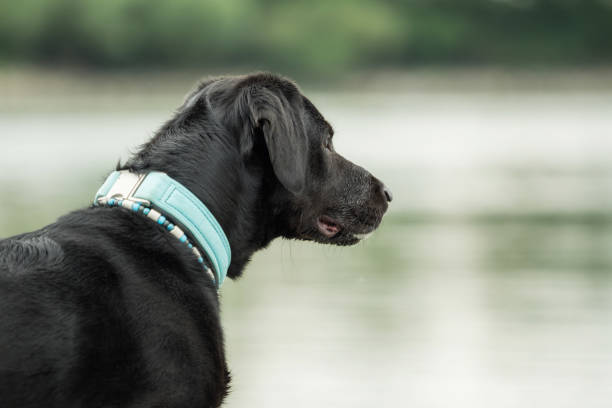 istock A black labrador outside by the water 1125918293