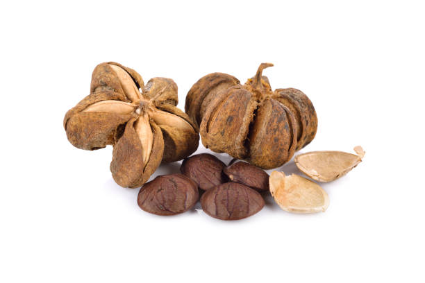 istock dried sacha inchi seed on white background 1125919143