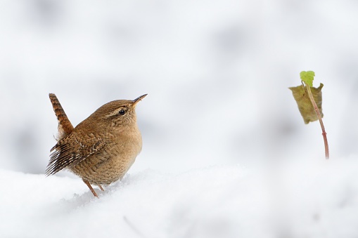Eurasian Wren (Troglodytes troglodytes) standing on the branch with snow. Winter picture with cute little bird on the snow.