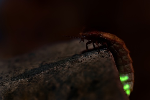 Glow Worm - Lampyris noctiluca female in the night, midnight in Croatia, luring males, night shot