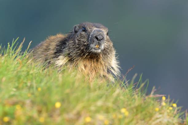 istock The alpine marmot (Marmota marmota) on the alpine meadow 1125921523