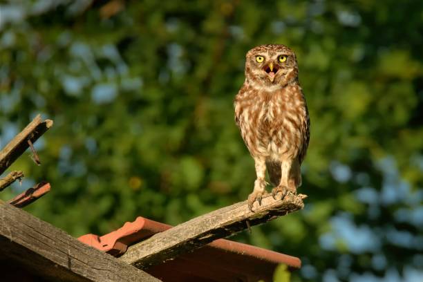 コキンメフクロウ (アテネ noctua) - animal day owl one animal ストックフォトと画像