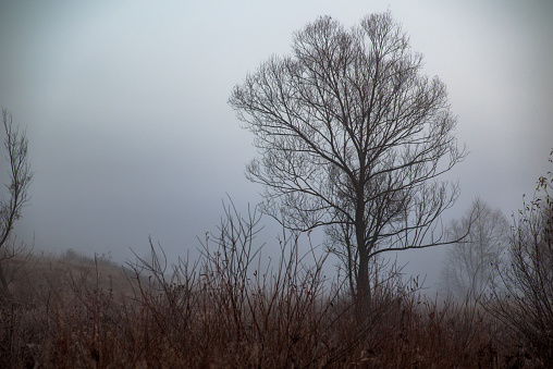 Mystic autumn tree in the morning fog
