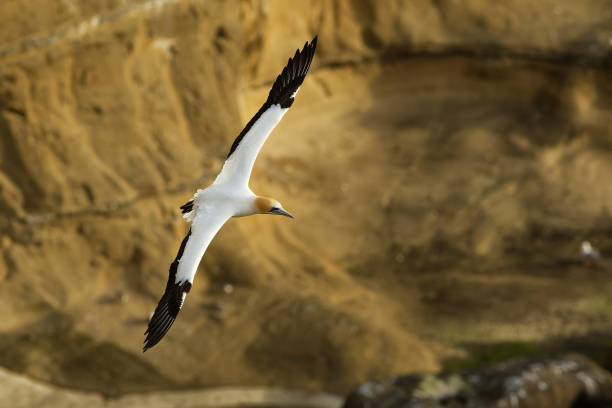 istock Sula serrator - Australian Gannet - takapu 1125924211