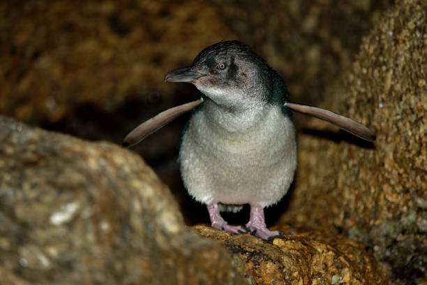 Little Penguin - Eudyptula minor - in maori korora, nocturnal returning to the coast to feed chicks in nests, Oamarau, New Zealand.