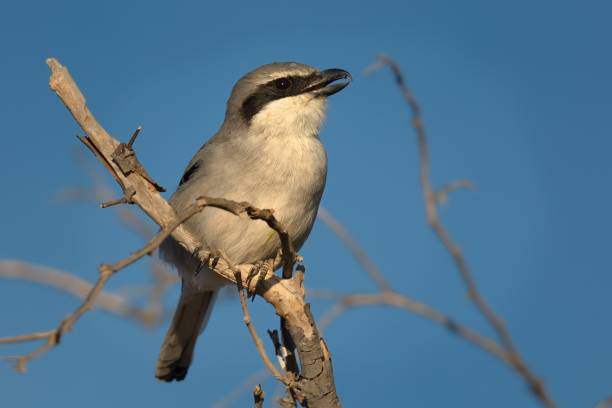 istock Northern Shrike - Lanius excubitor 1125924372