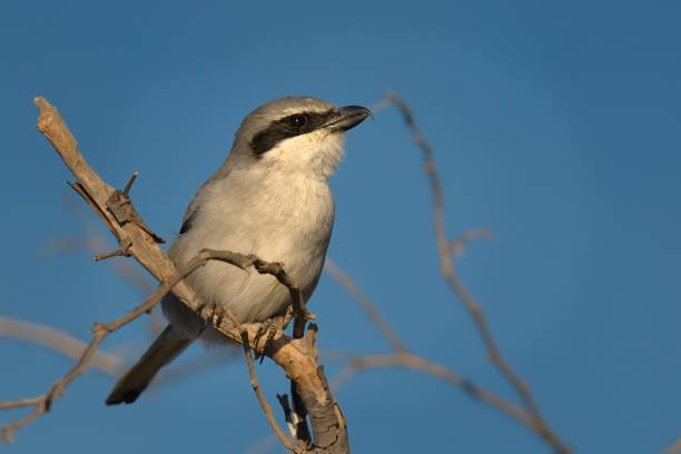 istock Northern Shrike - Lanius excubitor 1125924378
