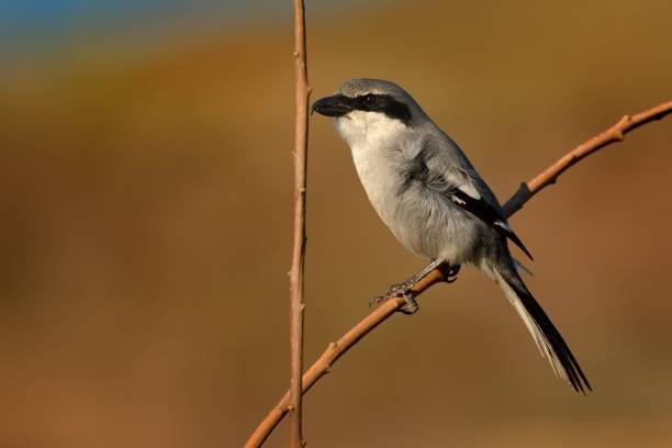istock Northern Shrike - Lanius excubitor 1125924399