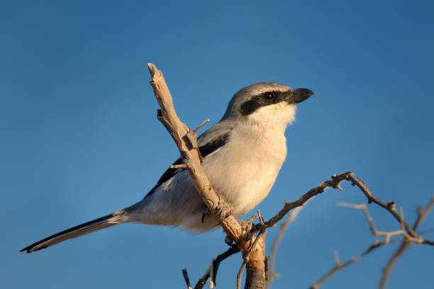 Northern Shrike - Lanius excubitor