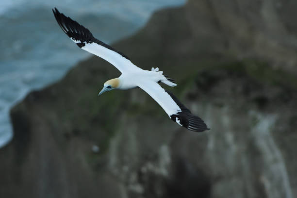 istock Sula serrator - Australian Gannet - takapu 1125924456
