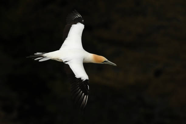 istock Sula serrator - Australian Gannet - takapu 1125924577