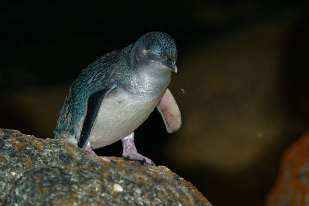 istock Little Penguin - Eudyptula minor - in maori korora 1125924650
