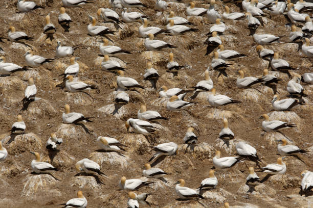 istock Sula serrator - Australian Gannet - takapu 1125924680