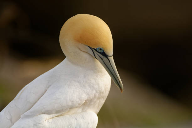 istock Sula serrator - Australian Gannet - takapu 1125924980
