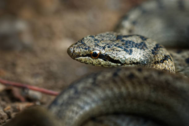 istock Smooth Snake - Coronella austriaca non-venomous colubrid species 1125925542