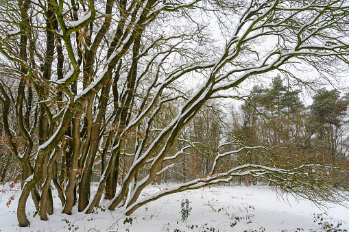 Overhanging tree trunks in snow