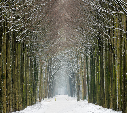 Avenue in snow with tree trunks in a row