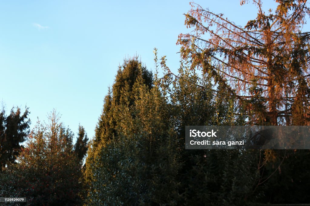 Trees, blue sky, nature and landscapes Trees illuminated by the first light of the sun, blue sky, nature and landscapes Branch - Plant Part Stock Photo