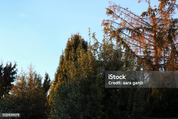 Trees Blue Sky Nature And Landscapes Stock Photo - Download Image Now - Branch - Plant Part, Grounds, Horizontal