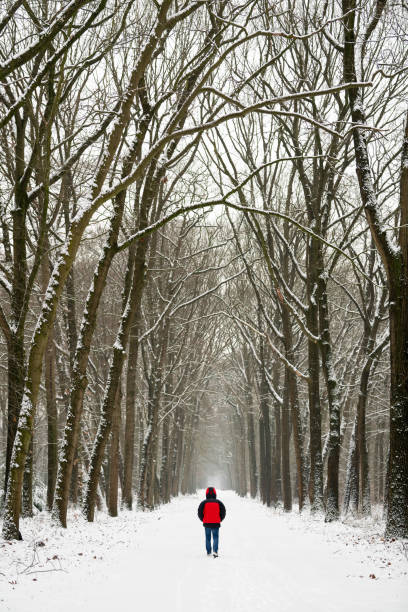 istock Rear view on man walking on snow through avenue with large trees in a row 1125930150